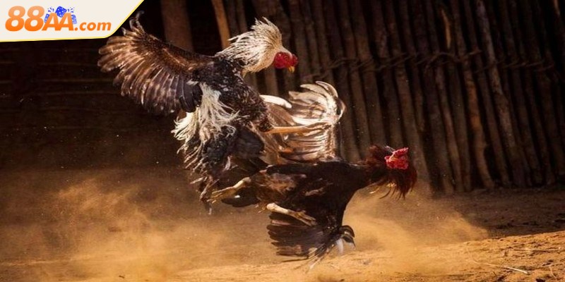 Gà chọi tham gia thi đấu được chia theo cân nặng, gồm 3 hạng chính