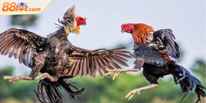 Luật đá gà miền Nam quy định chặt chẽ về các hình thức thi đấu