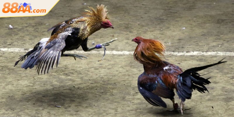 Việc cập nhật luật chuẩn, mới nhất là điều hết sức cần thiết