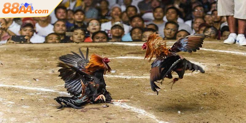 Một nguyên tắc quan trọng khi cược theo luật là biết phân bổ vốn hợp lý